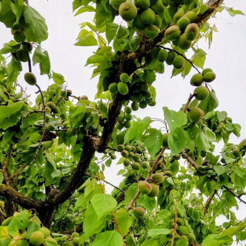 Ein Apfelbaum mit grünen Früchten und Blättern, unter einem bewölkten Himmel. Die Früchte sind rund und geclustert.
