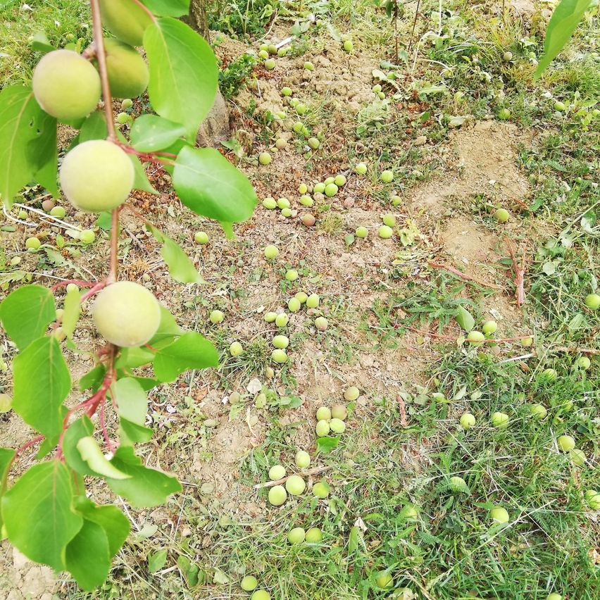 Ein Baumzweig mit grünen Früchten und vielen kleinen grünen Früchten, die auf dem Boden verstreut sind. Der Boden ist mit Gras und Erde bedeckt.