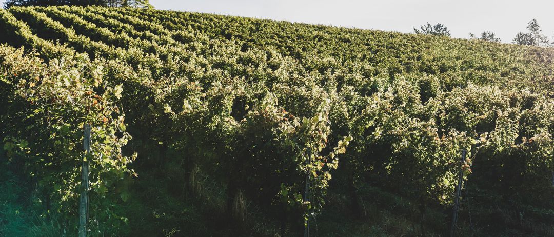 Ein Weinberg mit Reihen grüner Pflanzen unter einem klaren Himmel mit einem Baum auf der linken Seite.