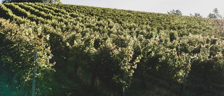 Ein Weinberg mit Reihen grüner Pflanzen unter einem klaren Himmel mit einem Baum auf der linken Seite.