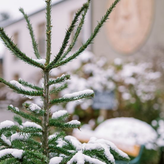 Eine Nahaufnahme eines kleinen immergrünen Baumes, der mit Schnee bedeckt ist. Im Hintergrund befindet sich ein Gebäude und eine schneebedeckte Bank.