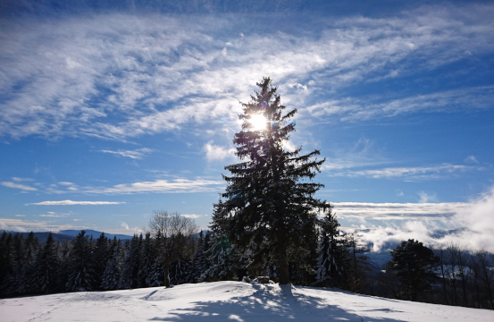 Ein einzelner Kiefernbaum steht auf einem verschneiten Hügel, mit blauem Himmel und Wolken im Hintergrund. Die Sonne scheint hell und wirft Schatten auf den Boden.