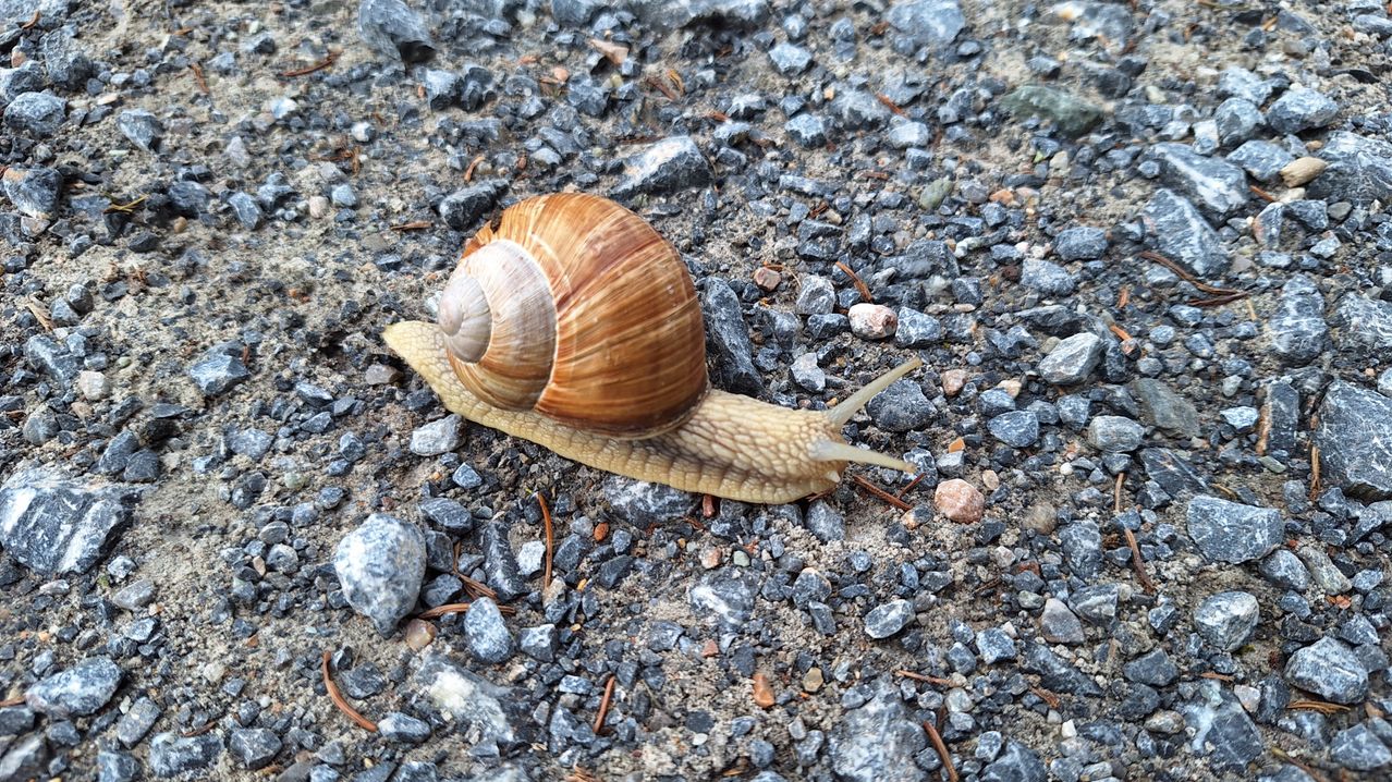 Ein Nahaufnahme eines braunen Schnecken auf einem Kiesweg, Körper und Muschel sind detailliert sichtbar.