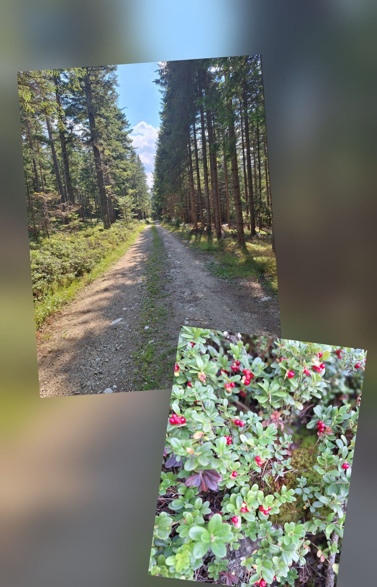 Ein Erdweg in einem Wald mit hohen Bäumen und einer Nahaufnahme roter Beeren auf grünen Pflanzen.