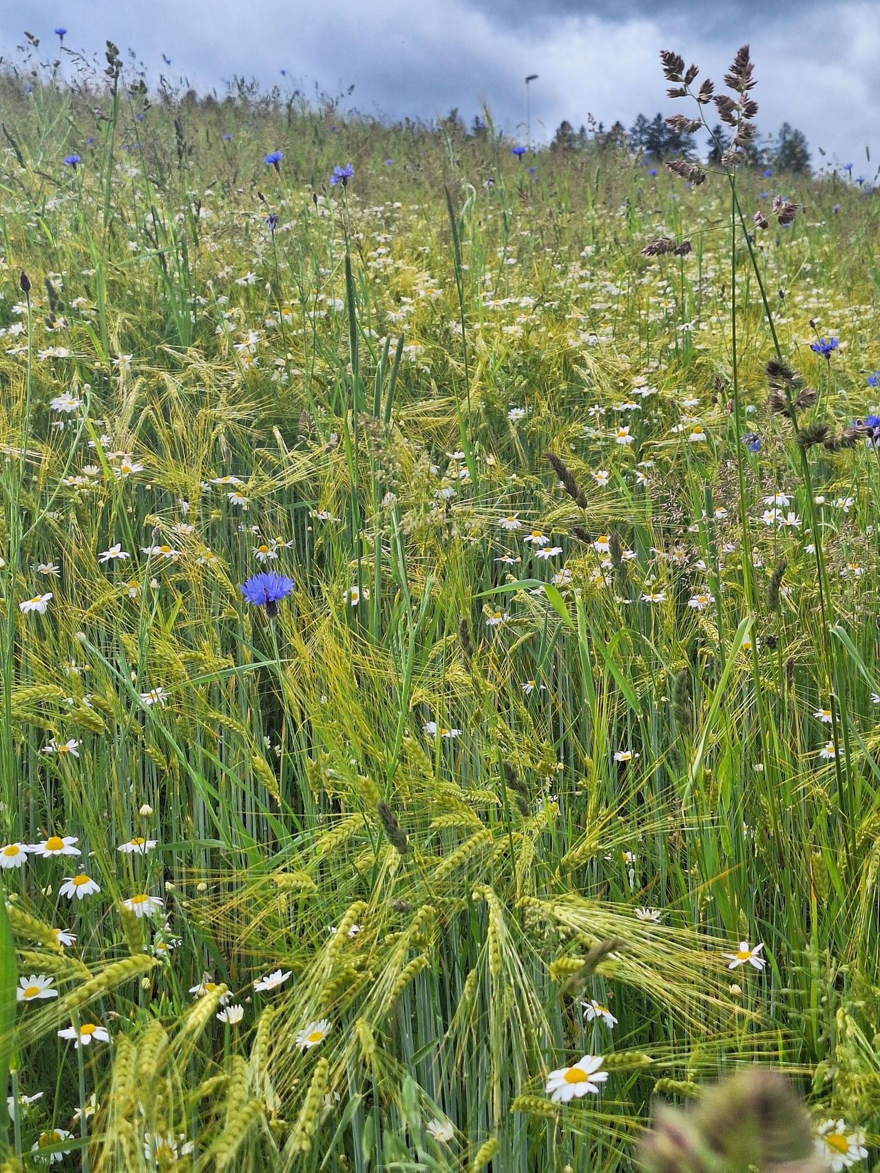 Ein Feld mit hohem Gras und verschiedenen Blumen, einschließlich Gänseblümchen und Kornblumen. Das Feld ist grün und voller Leben.