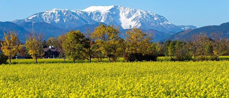 Eine malerische Ansicht eines gelben Feldes mit einem Bergrücken im Hintergrund unter einem klaren blauen Himmel.