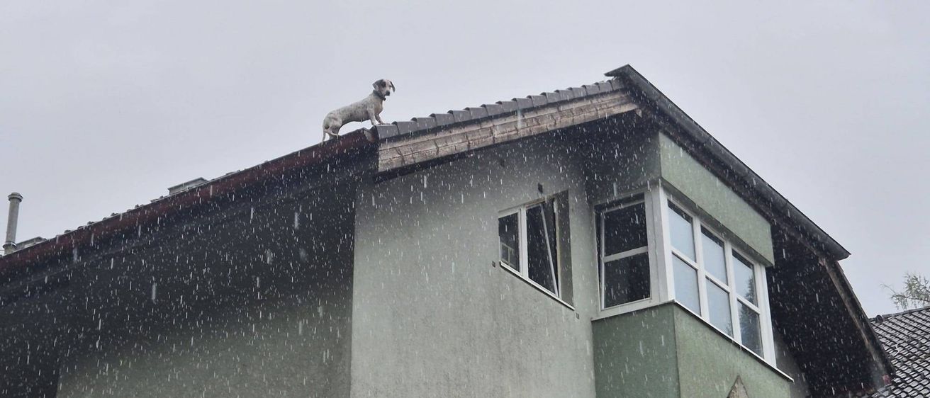 Ein Hund steht auf dem Dach eines Hauses während eines Regensturms. Das Gebäude hat mehrere Fenster und ein Ziegeldach.