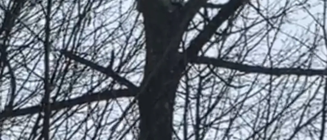 Eine Nahaufnahme eines Baumes mit einem weißen Objekt auf seinem Stamm, umgeben von kahlen Ästen gegen einen verschwommenen Himmel.