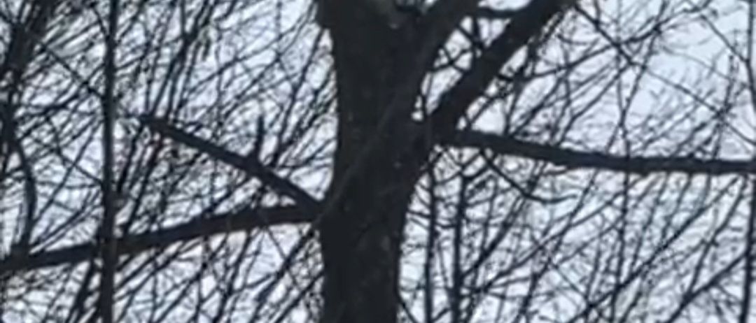 Eine Nahaufnahme eines Baumes mit einem weißen Objekt auf seinem Stamm, umgeben von kahlen Ästen gegen einen verschwommenen Himmel.