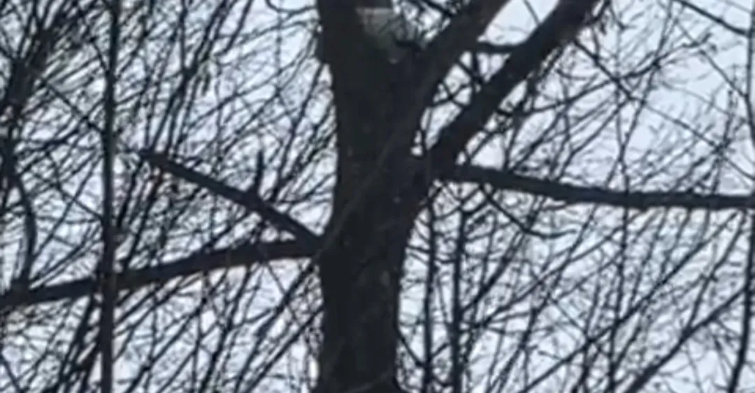 Eine Nahaufnahme eines Baumes mit einem weißen Objekt auf seinem Stamm, umgeben von kahlen Ästen gegen einen verschwommenen Himmel.