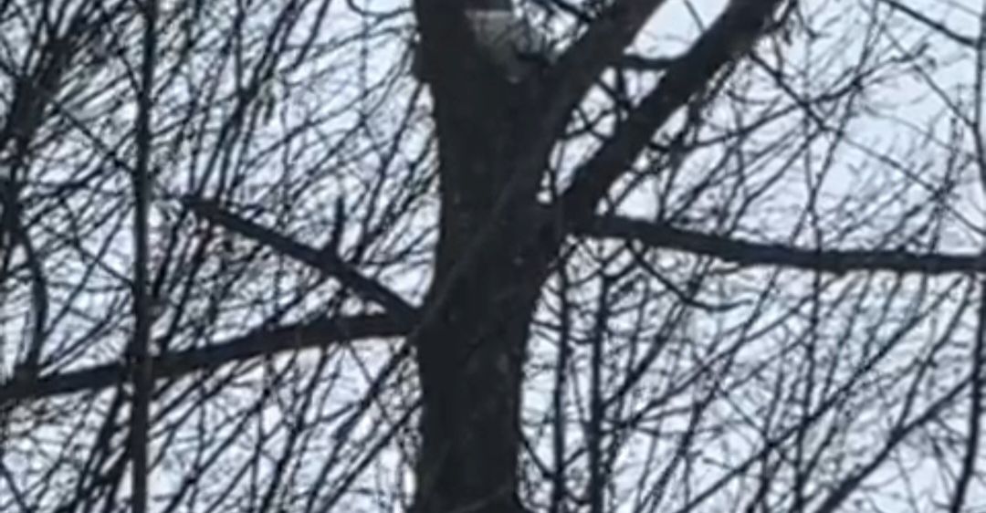 Eine Nahaufnahme eines Baumes mit einem weißen Objekt auf seinem Stamm, umgeben von kahlen Ästen gegen einen verschwommenen Himmel.