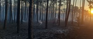 Ein Wald mit hohen Bäumen und einer nebligen Atmosphäre, einige Teile des Bodens sind verkohlt und es steigt Rauch vom Boden auf.