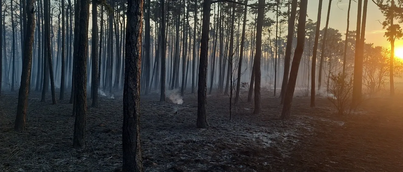 Ein Wald mit hohen Bäumen und einer nebligen Atmosphäre, einige Teile des Bodens sind verkohlt und es steigt Rauch vom Boden auf.