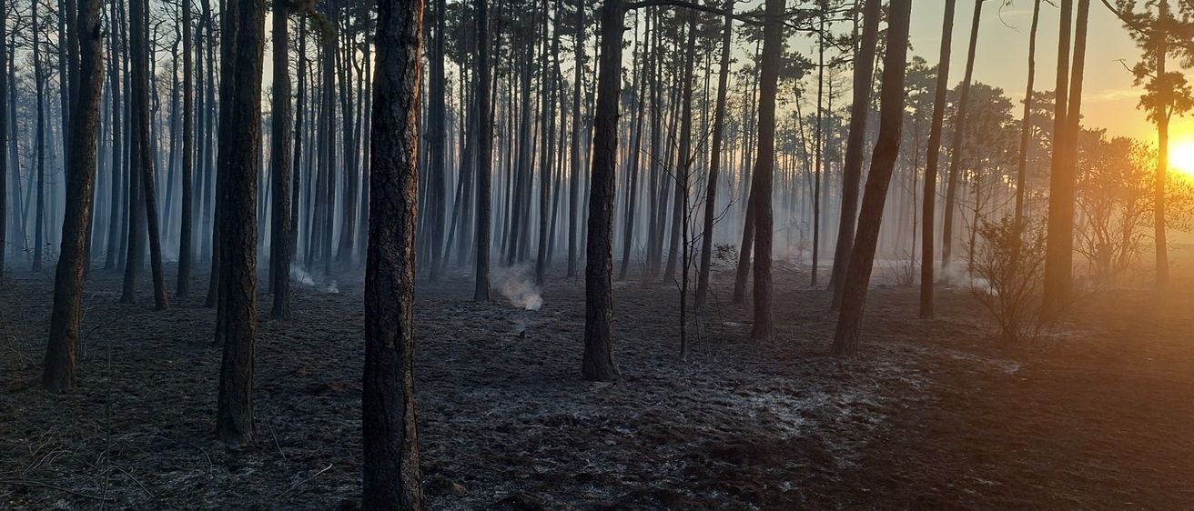 Ein Wald mit hohen Bäumen und einer nebligen Atmosphäre, einige Teile des Bodens sind verkohlt und es steigt Rauch vom Boden auf.