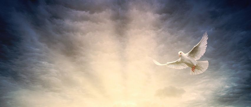 Eine weiße Taube fliegt durch einen Himmel voller Gewitterwolken und hellem Sonnenlicht nach oben.