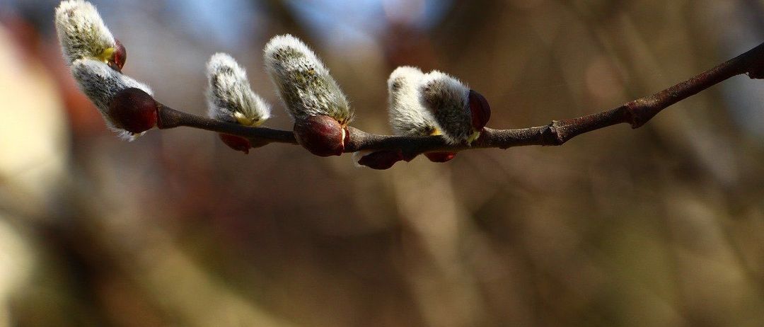 Eine Nahaufnahme eines schlanken Zweigs mit mehreren uneröffneten Knospen. Die Knospen sind mit einer weichen, weißen, fellartigen Substanz bedeckt. Der Zweig hat einige kleine, rotbraune Knospen an der Basis.