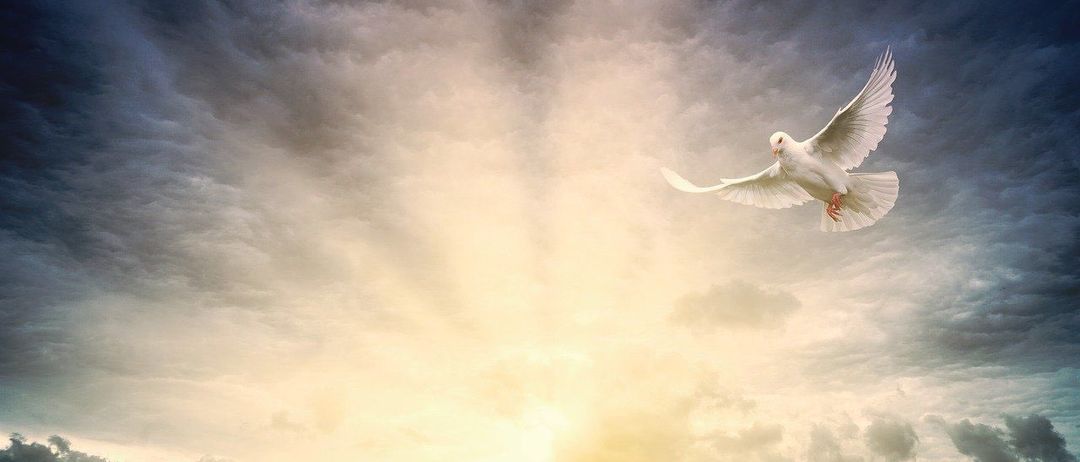 Eine weiße Taube mit ausgebreiteten Flügeln fliegt in einem stürmischen Himmel, während Lichtstrahlen von unten herauf scheinen.