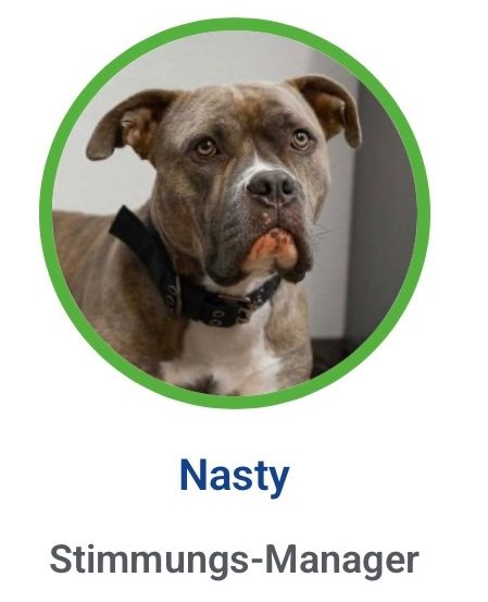 Bild enthält, Animal, Boxer, Bulldog, Canine, Dog, Mammal, Pet, Pitbull