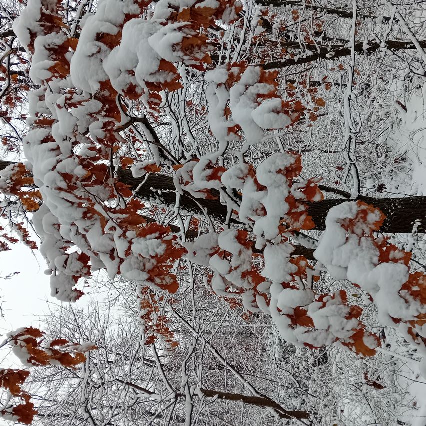Ein Baum bedeckt mit Schnee, mit kahlen Ästen und einigen Blättern. Schneebedeckte Äste bilden ein zartes Muster.