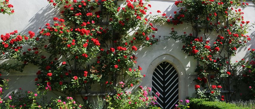 Bild enthält, Flower, Geranium, Plant, Garden, Nature, Outdoors, Arbour, Flower Arrangement, Path, Walkway