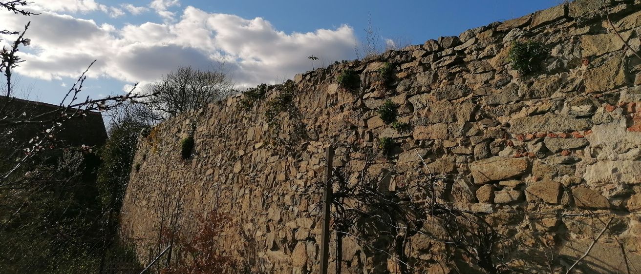 Eine Steinmauer mit Moos und kleinen Pflanzen, die darauf wachsen, mit einigen Bäumen und einem blauen Himmel mit Wolken im Hintergrund.