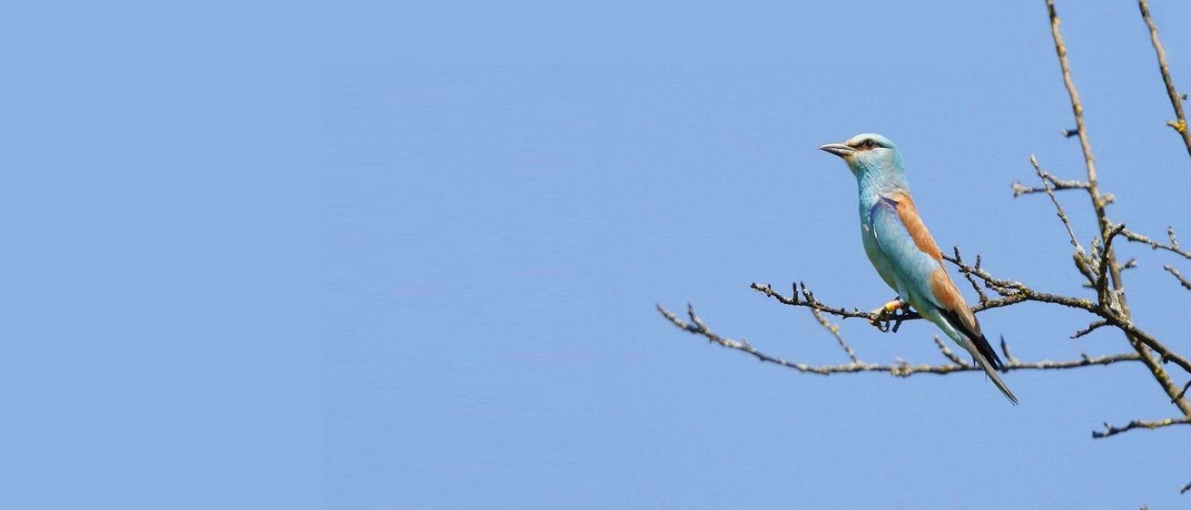 Bild enthält, Animal, Bird, Bee Eater, Jay