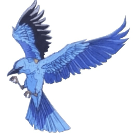 Bild enthält, Animal, Bird, Jay, Bluebird, Flying, Blue Jay