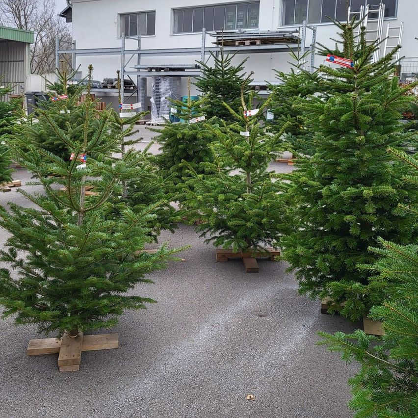 Mehrere kleine Weihnachtsbäume stehen auf Holzpaletten vor einem Gebäude. Die Bäume sind in einer Reihe aufgestellt, und das Gebäude hat Glasfenster und eine Metallstruktur.