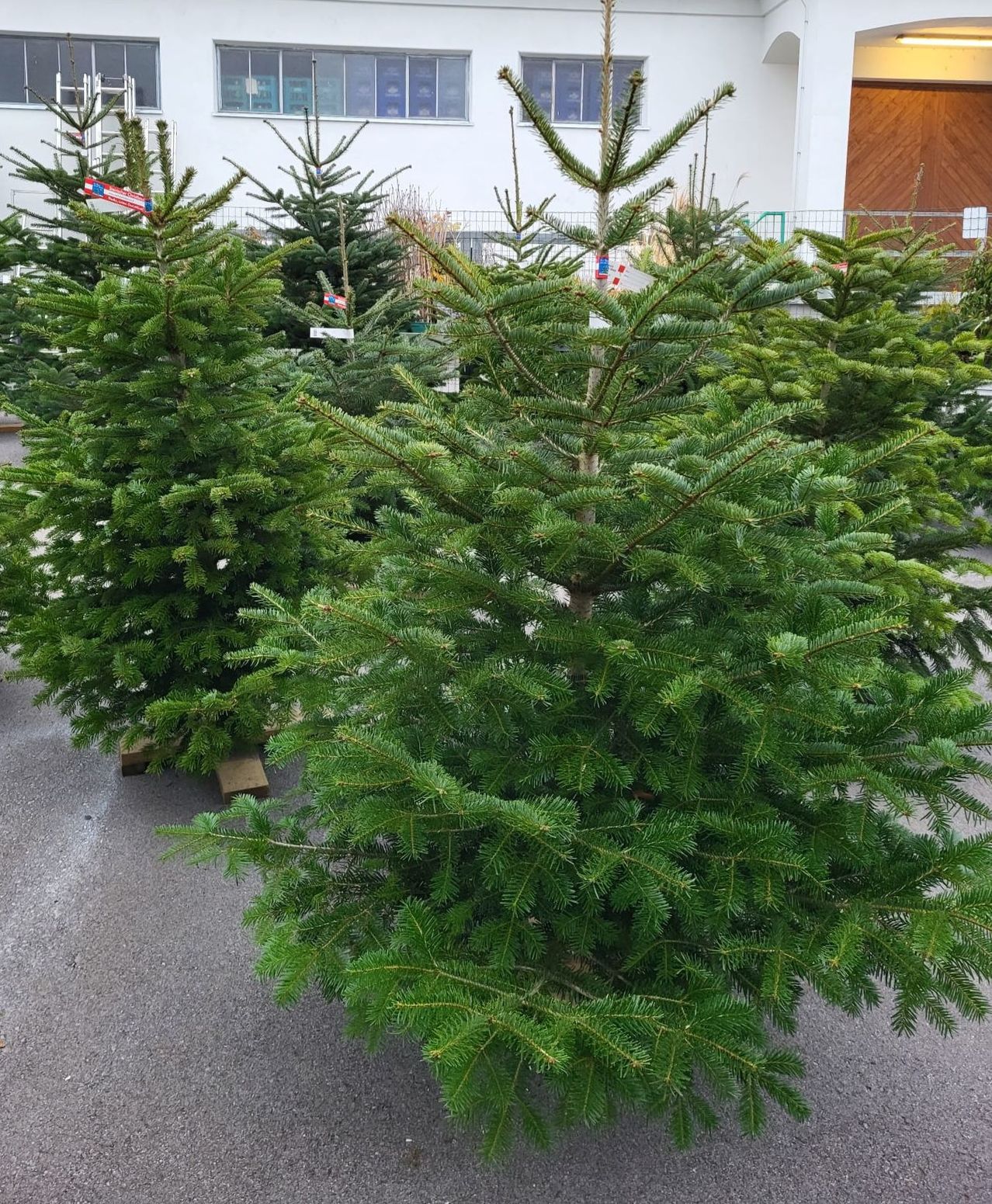 Mehrere Weihnachtsbäume sind in einem Parkplatz aufgereiht. Sie sind grün und gut gepflegt. Dahinter befindet sich ein weißes Gebäude mit Glasfenstern.