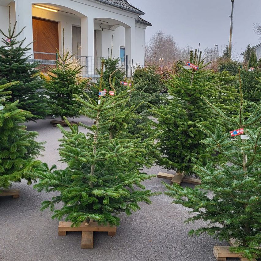 Eine Reihe von Weihnachtsbäumen steht vor einem weißen Gebäude mit Balkon und Geländern. Jeder Baum steht auf einem Holzständer und hat einen rot-weißen Anhänger.