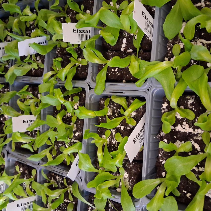 Rows of plants in containers with green leaves, white tags, and a barcode on each. The containers are arranged closely together, likely in a nursery or greenhouse.