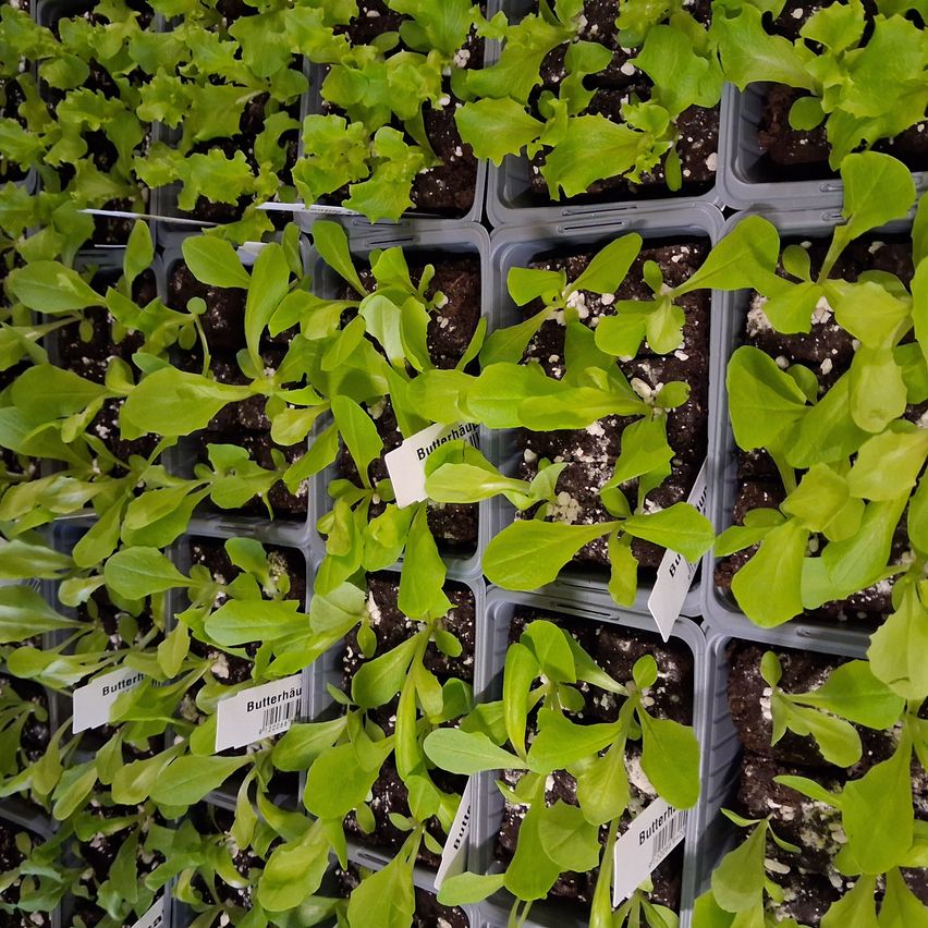 Rows of plants with green leaves in individual pots. Each plant has a white label with the word 'Butterh' on it.