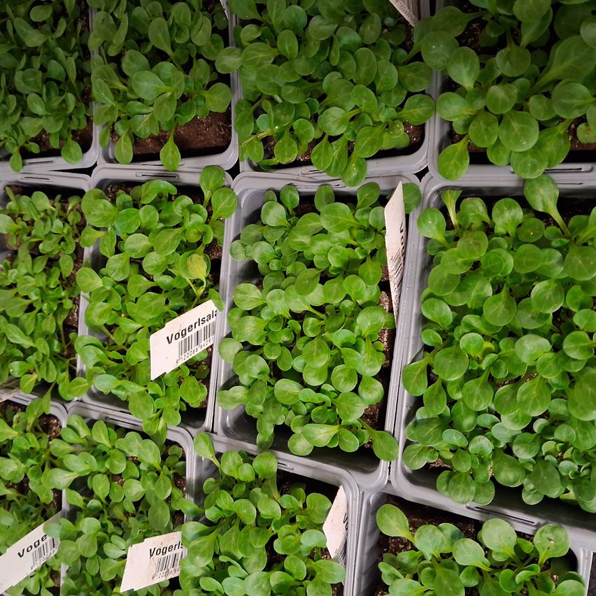 A close-up view of a tray containing numerous young green plants. Each plant is in its own section, with white labels attached. The plants have small leaves and are growing in soil.