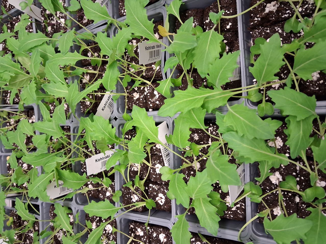 Multiple rows of young plants labeled Kohlrabi Weiß in gray pots, with green leaves and white labels.