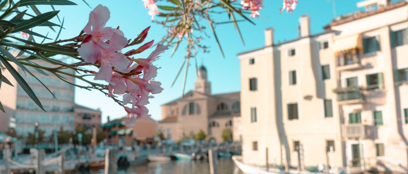 Rosa Blumen hängen von einem Baum über einem Gewässer. Das Gewässer hat Boote am Ufer. Ein Gebäude mit Turm befindet sich auf der rechten Seite.