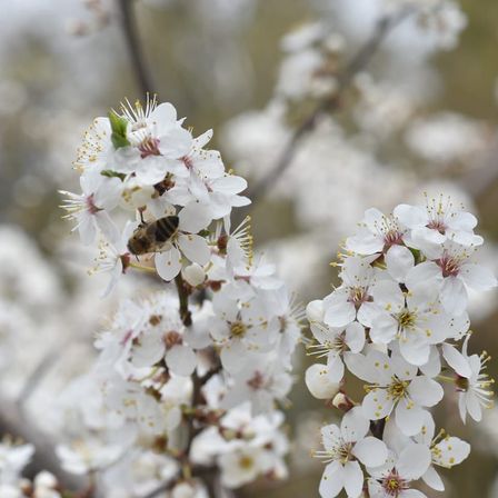 Eine Biene sammelt Nektar von einer Gruppe weißer Blüten an einem Baumzweig. Die Blüten haben gelbe Zentren und grüne Blätter.