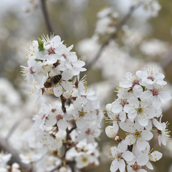 Eine Biene sammelt Nektar von einer Gruppe weißer Blüten an einem Baumzweig. Die Blüten haben gelbe Zentren und grüne Blätter.