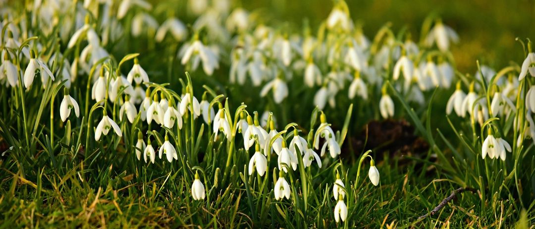 Ein Feld mit Schneeglöckchen mit weißen Blütenblättern und grünen Blättern, die auf einem Grasfeld wachsen.