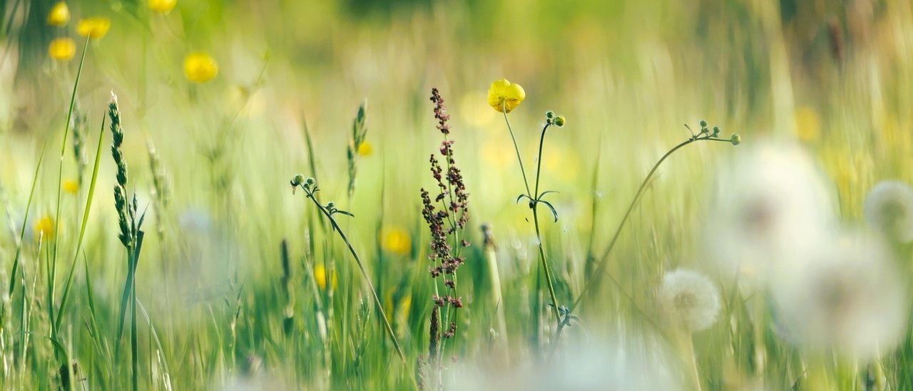 Ein Feld mit hohem grünem Gras und verschiedenen gelben Blumen, wobei ein Löwenzahn im Fokus steht. Der Hintergrund ist unscharf und deutet auf einen sonnigen Tag hin.