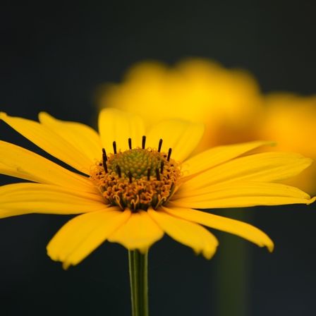 Ein Nahaufnahme einer leuchtend gelben Blume mit grüner Mitte zeigt ihre Blütenblätter und Staubblätter vor einem dunklen Hintergrund.