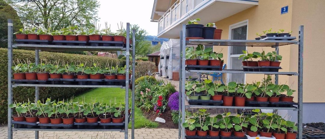 Bild enthält, Jar, Planter, Potted Plant, Pottery, Vase, Garden, Nature, Outdoors, Balcony, Interior Design