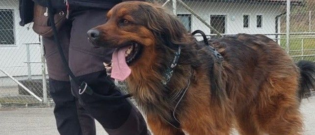 Eine Person in schwarzen Hosen führt einen großen braunen Hund mit heraushängender Zunge spazieren, der einen Halsband und ein Geschirr trägt, auf einem Betonweg.