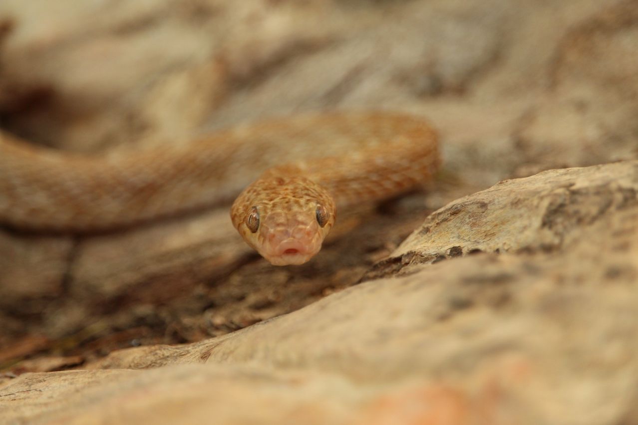 Ein Nahaufnahme des Kopfes und eines Teils des Körpers einer Schlange, sie hat ein Muster kleiner Schuppen und einen leicht geöffneten Mund. Der Hintergrund ist unscharf, was auf eine natürliche Außenumgebung hinweist.