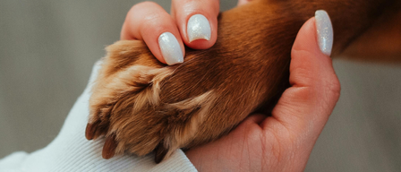 Eine Hand hält die Pfote eines Hundes. Das Bild bewirbt den Hundetrainingskurs, der für den 11.09.2025 geplant ist.