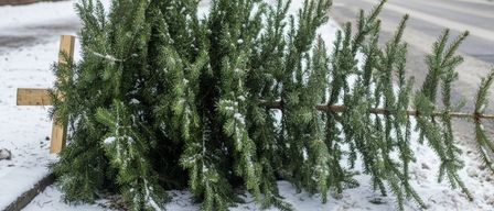 Ein gefällter Weihnachtsbaum liegt auf dem verschneiten Boden, neben ihm ein Holzpfosten. Im Hintergrund eine Straße mit Autos und Gebäuden.