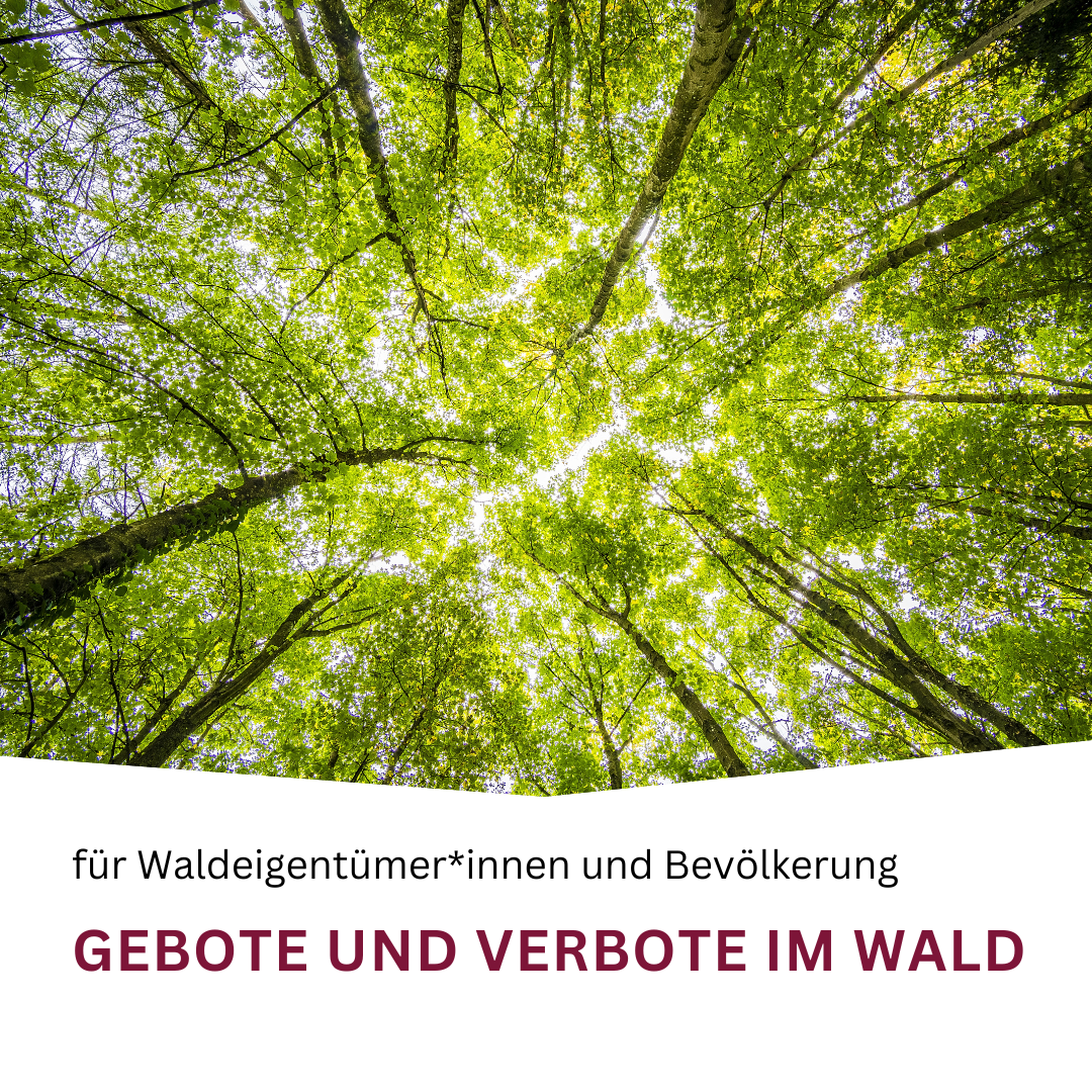 Bild enthält, Vegetation, Sunlight, Land, Nature, Outdoors, Tree, Woodland, Grove, Rainforest, Sky