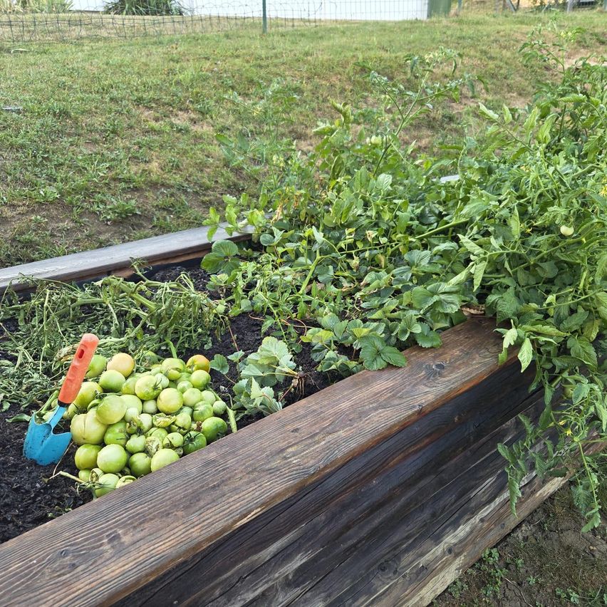 Ein hölzerner Pflanzkasten gefüllt mit grünen Tomaten und einem Gartenwerkzeug.