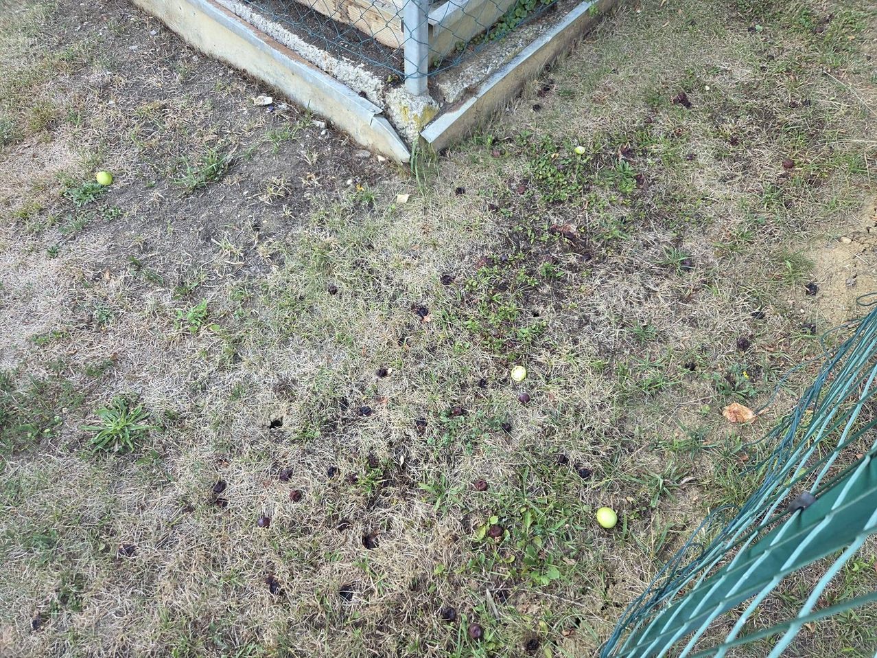 Ein Grasfleck mit verschiedenen kleinen Früchten darauf, in der Nähe einer Betonbarriere und eines Metallzauns.