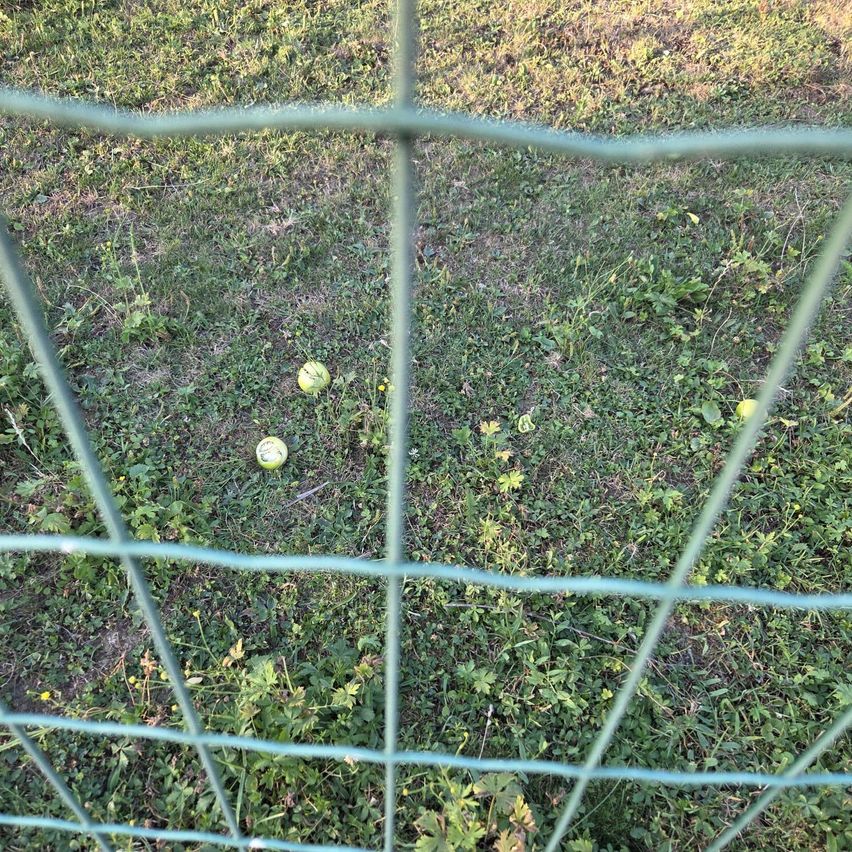 Drei grüne Tennisbälle liegen verstreut auf einem Grasfeld, teilweise von einem grünen Drahtzaun verdeckt.