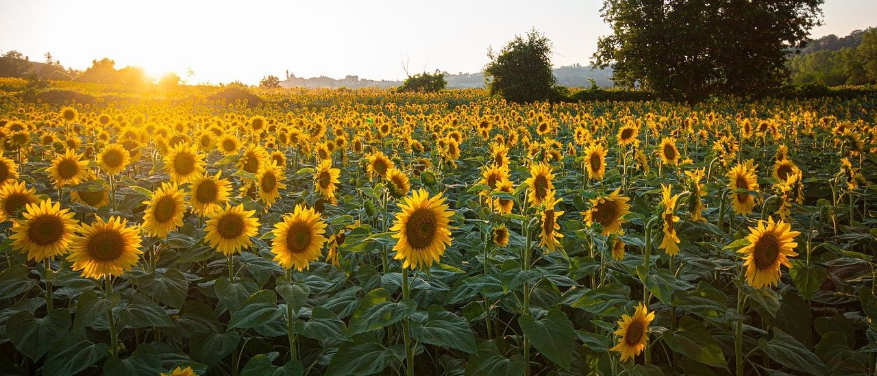 Bild enthält, Flower, Sunflower, Nature, Outdoors, Scenery, Field, Landscape, Summer, Sky, Vegetation